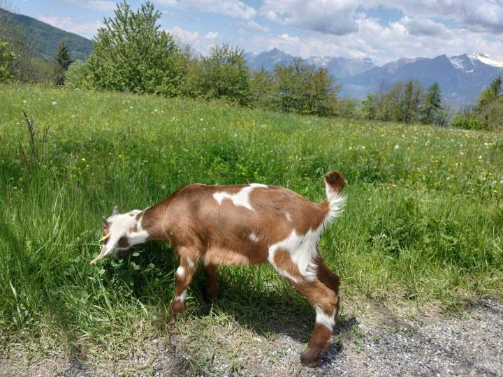 Ein Zicklein, das Gras frisst Crots