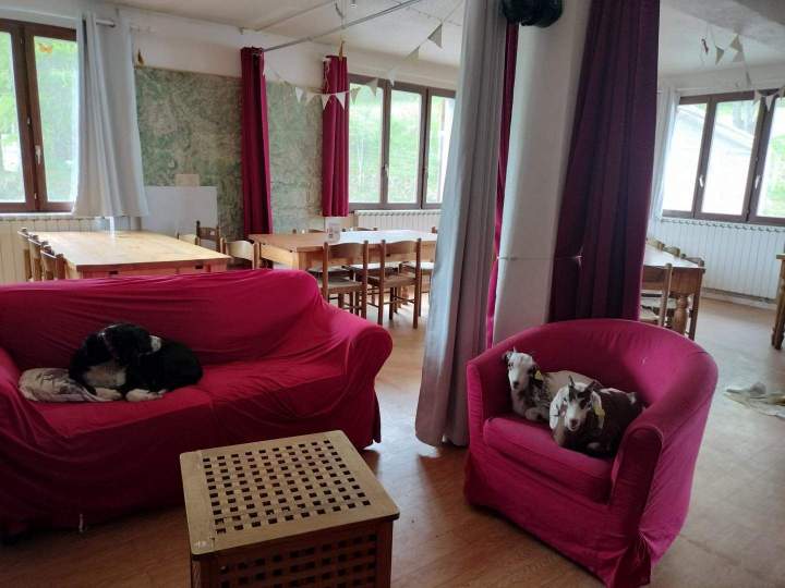 Ziegen auf dem Sofa Crots