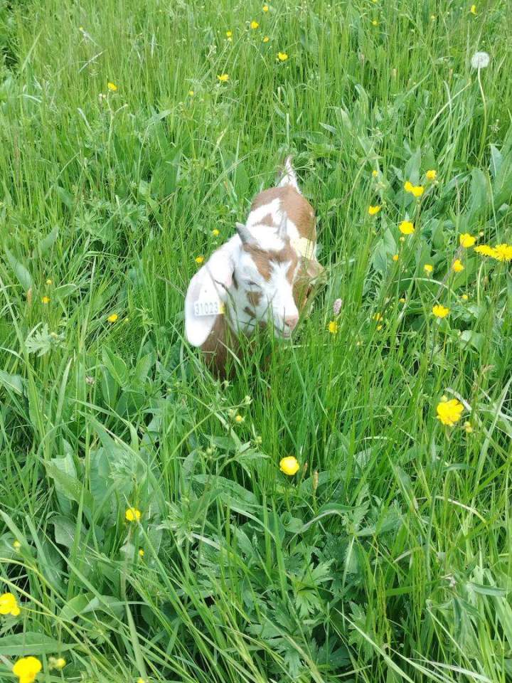 Ziege im Garten von Crots