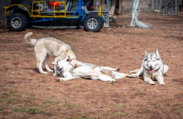 Unsere Hunde Crots