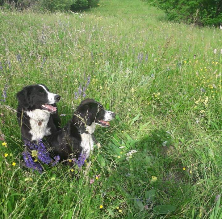 Hunde Crots