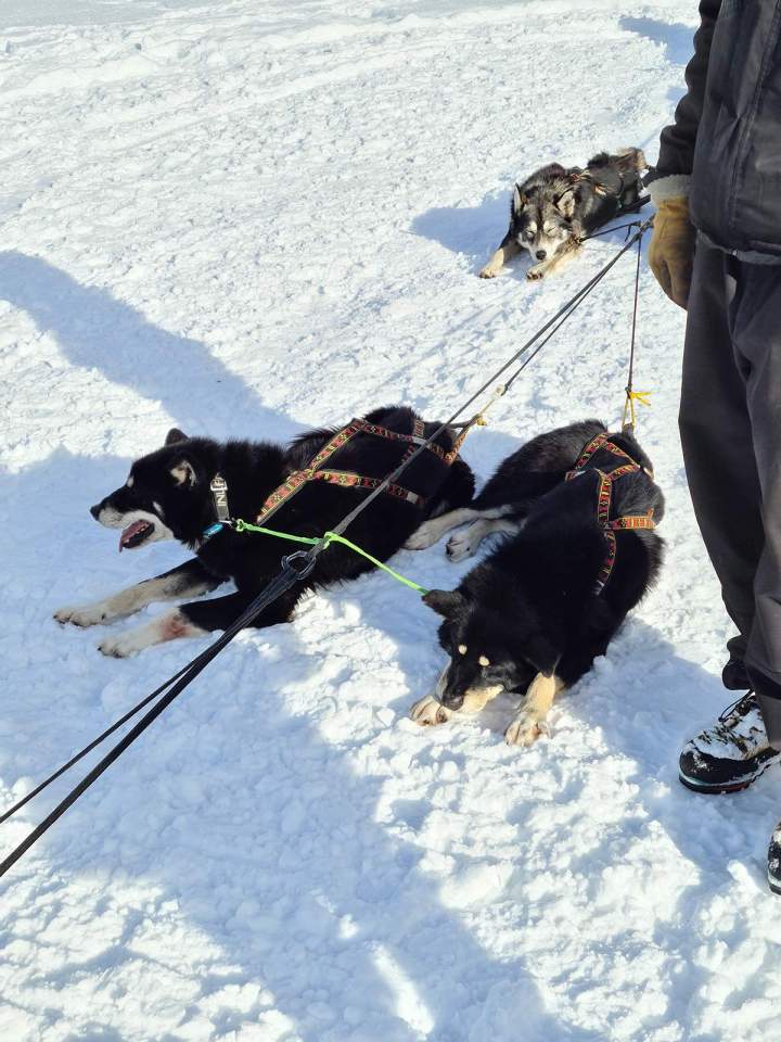 Walk with the Crots dogs
